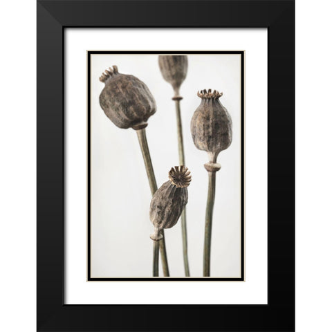 Dried_006 Black Modern Wood Framed Art Print with Double Matting by 1x Studio III