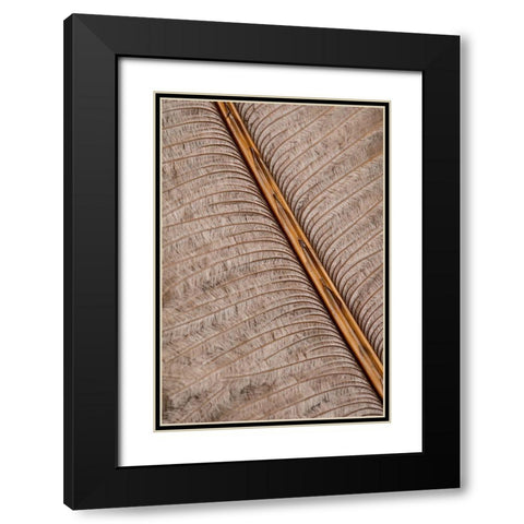 Feather_007 Black Modern Wood Framed Art Print with Double Matting by 1x Studio III