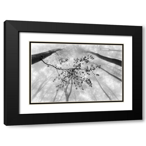 The branch Black Modern Wood Framed Art Print with Double Matting by Pavlasek, Tom
