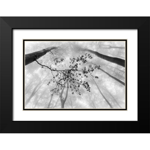 The branch Black Modern Wood Framed Art Print with Double Matting by Pavlasek, Tom