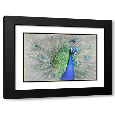 Peacock Black Modern Wood Framed Art Print with Double Matting by Ren, Yuzheng