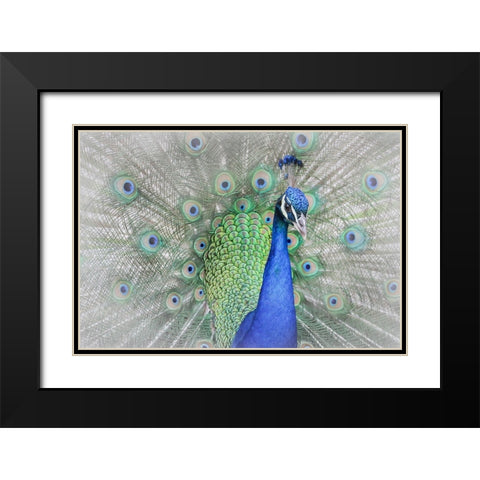 Peacock Black Modern Wood Framed Art Print with Double Matting by Ren, Yuzheng