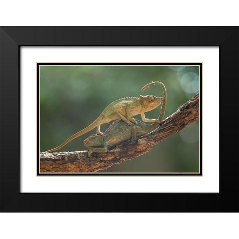 I Am Sorry My Bro Black Modern Wood Framed Art Print with Double Matting by Gapur Dayak, Abdul