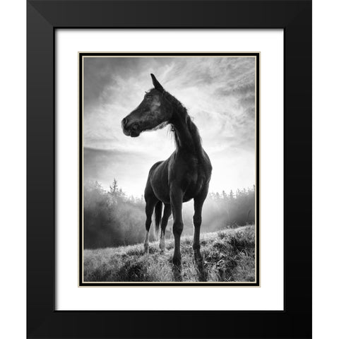 Backlight Horse Black Modern Wood Framed Art Print with Double Matting by Accordini, Alessandro