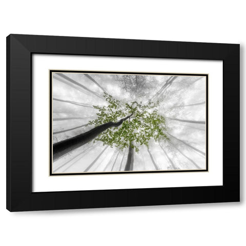 Green leaves Black Modern Wood Framed Art Print with Double Matting by Pavlasek, Tom