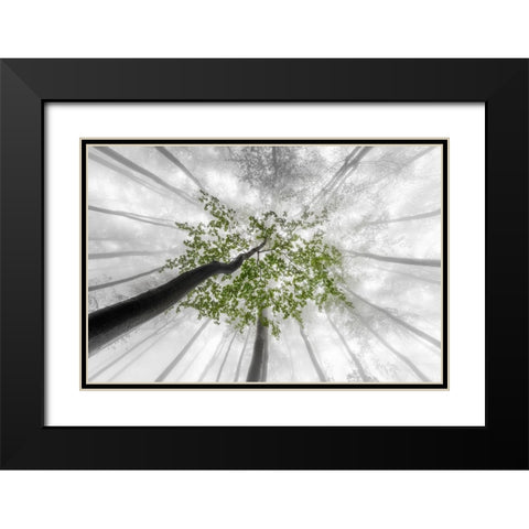 Green leaves Black Modern Wood Framed Art Print with Double Matting by Pavlasek, Tom