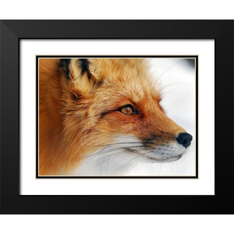 Red Fox Black Modern Wood Framed Art Print with Double Matting by Turgeon, Alain