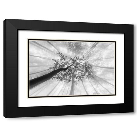 Spring foggy views Black Modern Wood Framed Art Print with Double Matting by Pavlasek, Tom