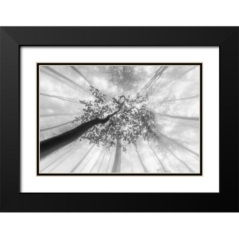Spring foggy views Black Modern Wood Framed Art Print with Double Matting by Pavlasek, Tom