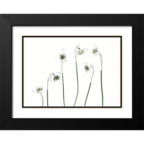 Snowdrops Black Modern Wood Framed Art Print with Double Matting by Gronkjar, Lotte