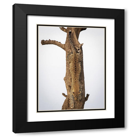Camouflage Black Modern Wood Framed Art Print with Double Matting by Taylor, Mike