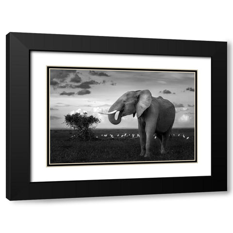 Beautiful Elephant Black Modern Wood Framed Art Print with Double Matting by Sobhi, Ahmed
