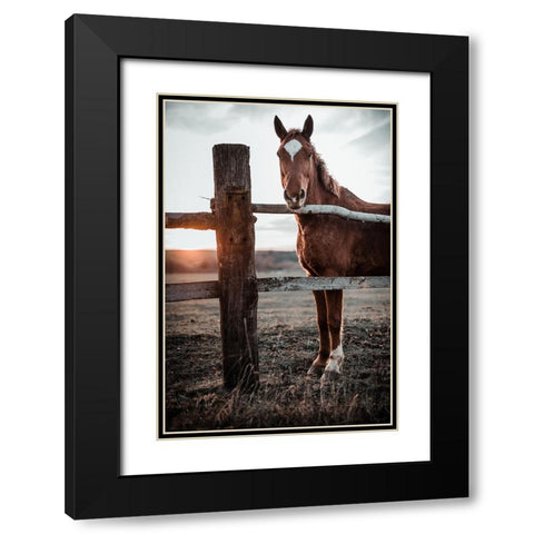Horse Farm In Skairoai, Slovakia Black Modern Wood Framed Art Print with Double Matting by Jakab, Gabriel
