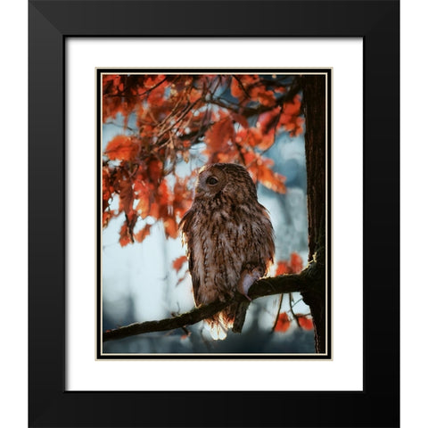 Resting owl with prey Black Modern Wood Framed Art Print with Double Matting by Firesova, Michaela