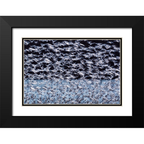 To the Arctic Black Modern Wood Framed Art Print with Double Matting by Guo, Liwen