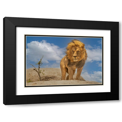 The Lion King Black Modern Wood Framed Art Print with Double Matting by Bhatia, Yogesh