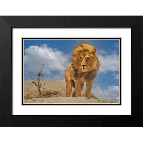 The Lion King Black Modern Wood Framed Art Print with Double Matting by Bhatia, Yogesh