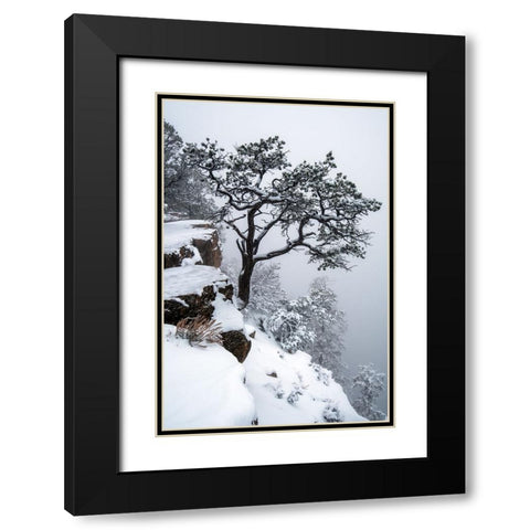 Tree, fog, canyon Black Modern Wood Framed Art Print with Double Matting by Freitag, Mark