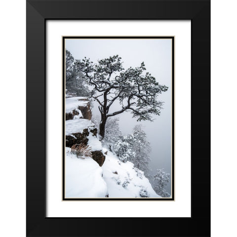 Tree, fog, canyon Black Modern Wood Framed Art Print with Double Matting by Freitag, Mark