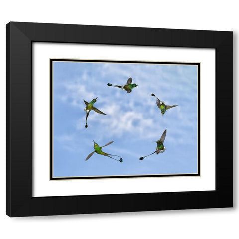 Joy of Flight Black Modern Wood Framed Art Print with Double Matting by Marques, Amy