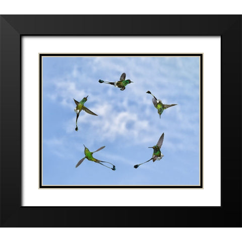 Joy of Flight Black Modern Wood Framed Art Print with Double Matting by Marques, Amy