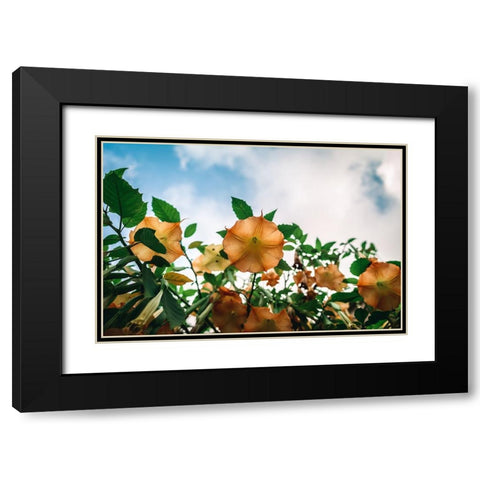 The flower Black Modern Wood Framed Art Print with Double Matting by Danielraphotos