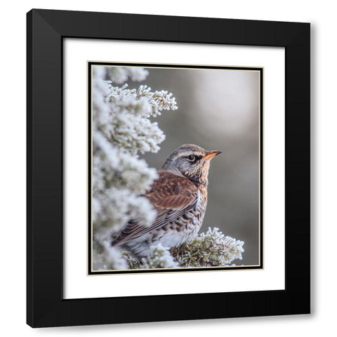 Fieldfare in a winter setting Black Modern Wood Framed Art Print with Double Matting by Renmyr, Magnus