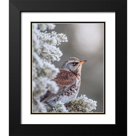 Fieldfare in a winter setting Black Modern Wood Framed Art Print with Double Matting by Renmyr, Magnus