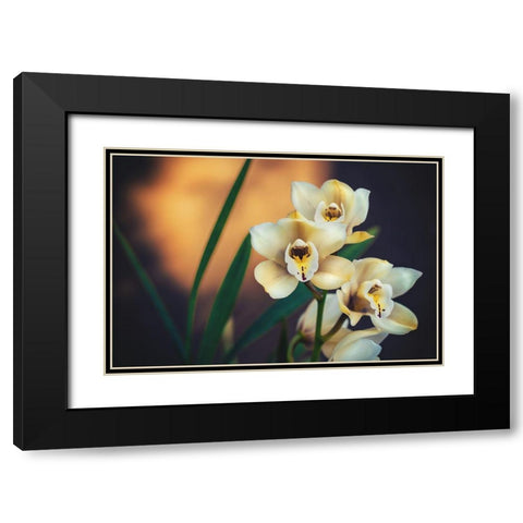 Orchids Black Modern Wood Framed Art Print with Double Matting by Mossholder, Tim