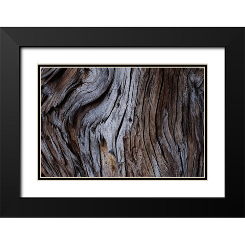 Eucalyptus Texture Black Modern Wood Framed Art Print with Double Matting by Mossholder, Tim