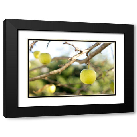 Apples Black Modern Wood Framed Art Print with Double Matting by Mossholder, Tim