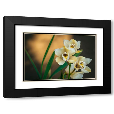 White Orchids Black Modern Wood Framed Art Print with Double Matting by Mossholder, Tim