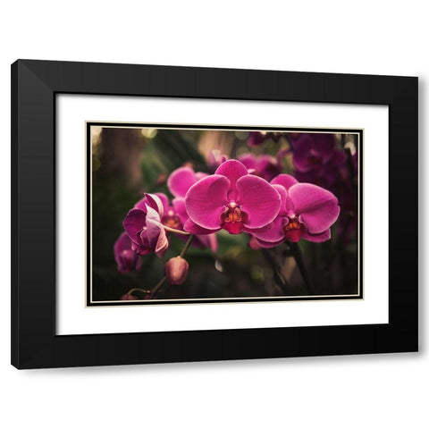 Hot Pink Orchid Black Modern Wood Framed Art Print with Double Matting by Mossholder, Tim