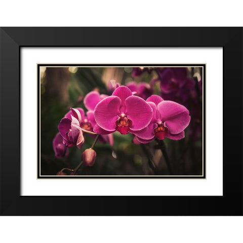 Hot Pink Orchid Black Modern Wood Framed Art Print with Double Matting by Mossholder, Tim