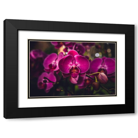 Hot Pink Orchid Black Modern Wood Framed Art Print with Double Matting by Mossholder, Tim