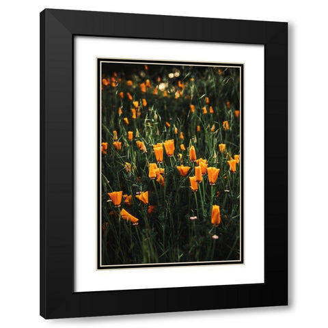 Golden Poppies Black Modern Wood Framed Art Print with Double Matting by Mossholder, Tim