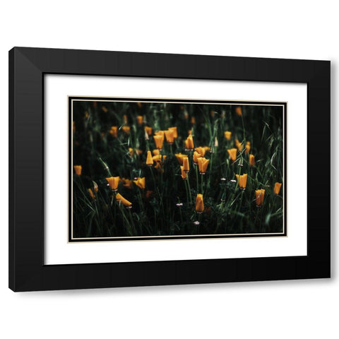Golden Poppies Black Modern Wood Framed Art Print with Double Matting by Mossholder, Tim