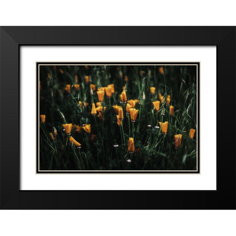 Golden Poppies Black Modern Wood Framed Art Print with Double Matting by Mossholder, Tim