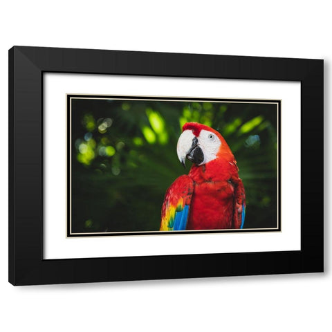 Colorful Parrot Black Modern Wood Framed Art Print with Double Matting by Mossholder, Tim