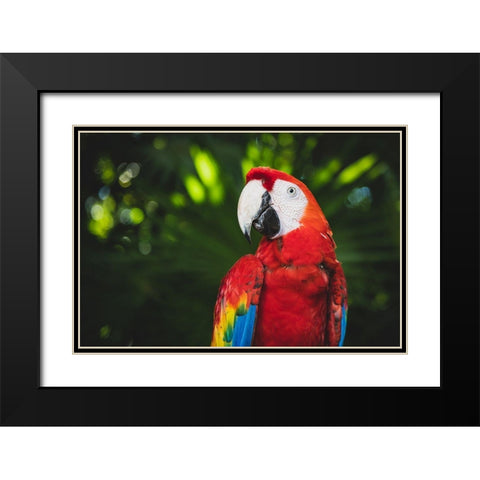 Colorful Parrot Black Modern Wood Framed Art Print with Double Matting by Mossholder, Tim
