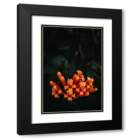 Orange Flowers Black Modern Wood Framed Art Print with Double Matting by Mossholder, Tim