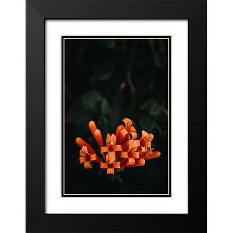 Orange Flowers Black Modern Wood Framed Art Print with Double Matting by Mossholder, Tim