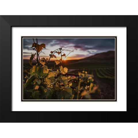 Vineyards Black Modern Wood Framed Art Print with Double Matting by Mossholder, Tim