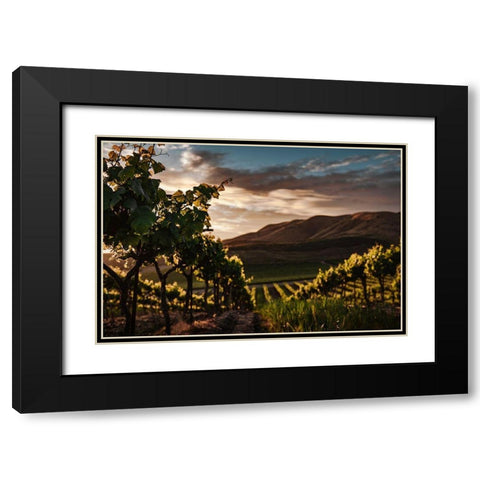 Vineyards Black Modern Wood Framed Art Print with Double Matting by Mossholder, Tim