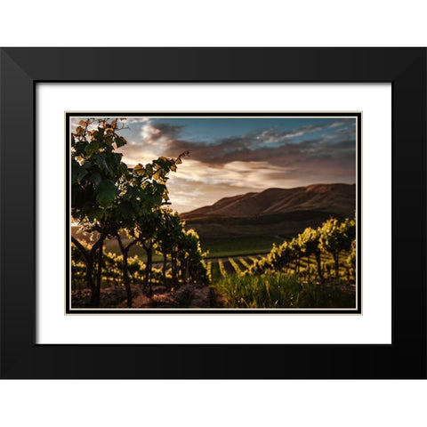 Vineyards Black Modern Wood Framed Art Print with Double Matting by Mossholder, Tim