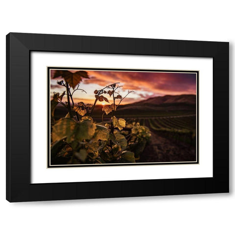 Vineyard at Sunset Black Modern Wood Framed Art Print with Double Matting by Mossholder, Tim