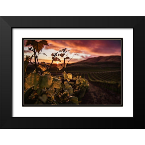 Vineyard at Sunset Black Modern Wood Framed Art Print with Double Matting by Mossholder, Tim