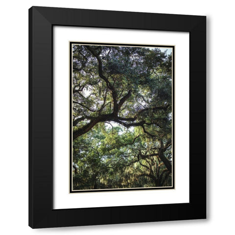 Oaks Black Modern Wood Framed Art Print with Double Matting by Mossholder, Tim