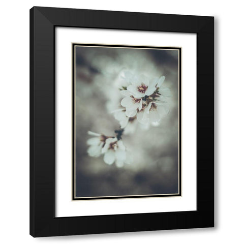 Almond Blossoms Black Modern Wood Framed Art Print with Double Matting by Mossholder, Tim