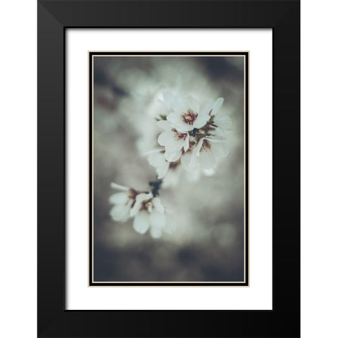 Almond Blossoms Black Modern Wood Framed Art Print with Double Matting by Mossholder, Tim